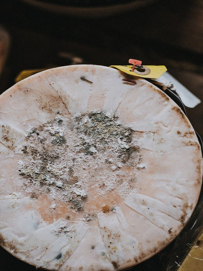 Devonshire Red Truckle