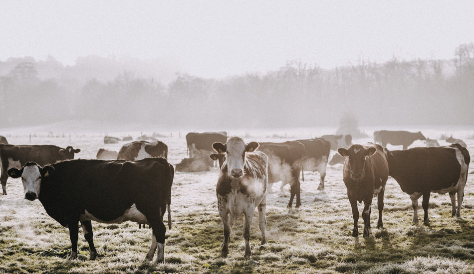 December on the farm