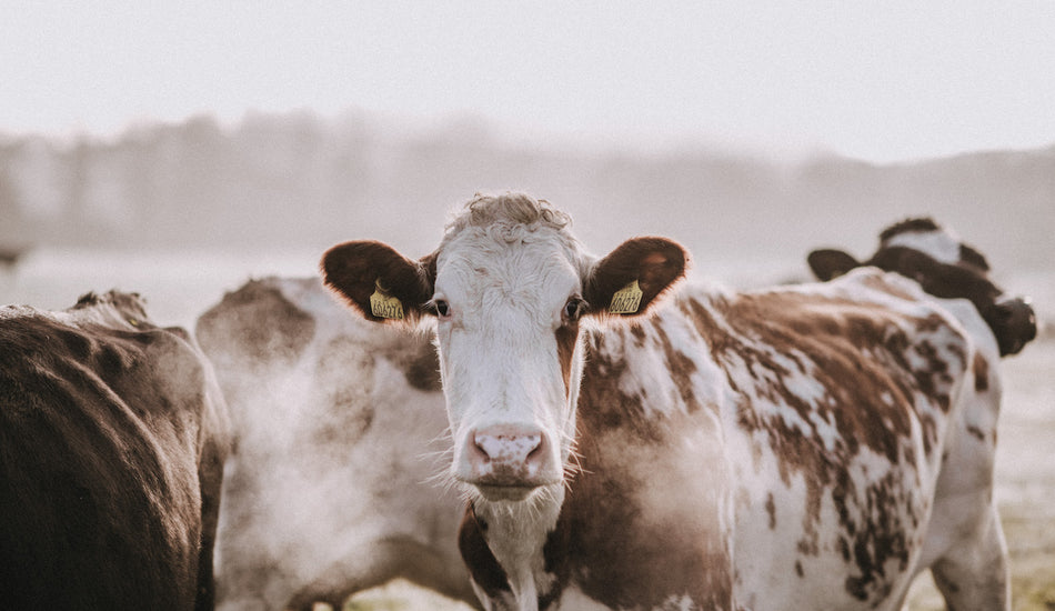 March on the farm
