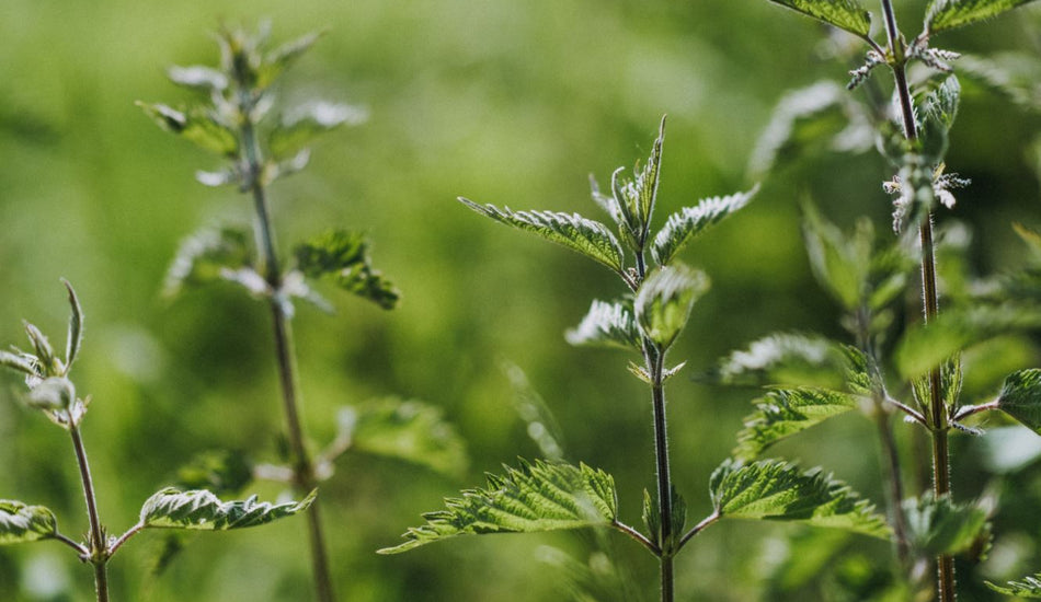 Five Minutes with Forager Chris Lewis