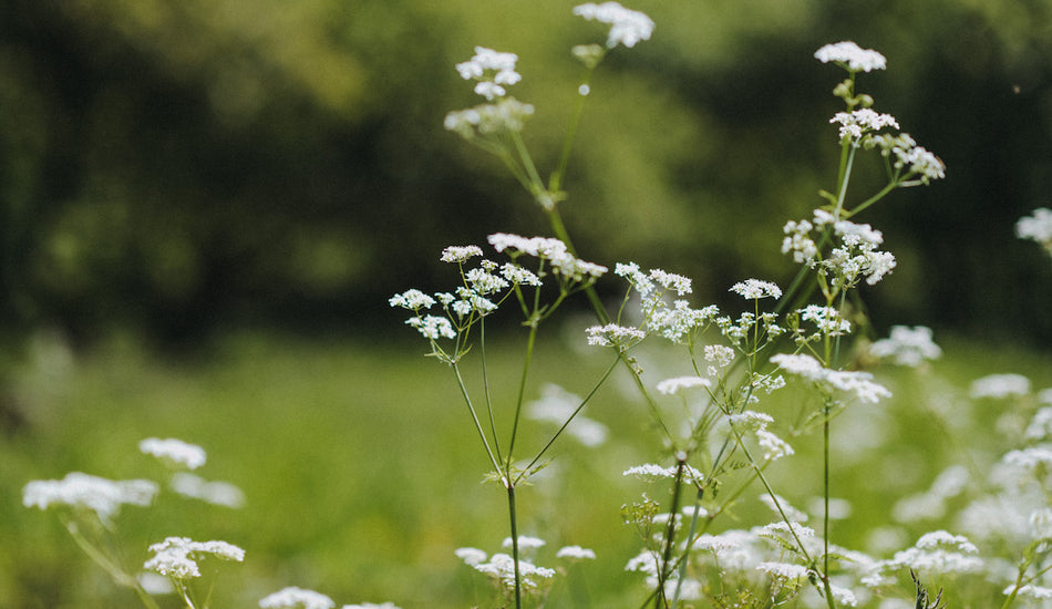 Springing to Life