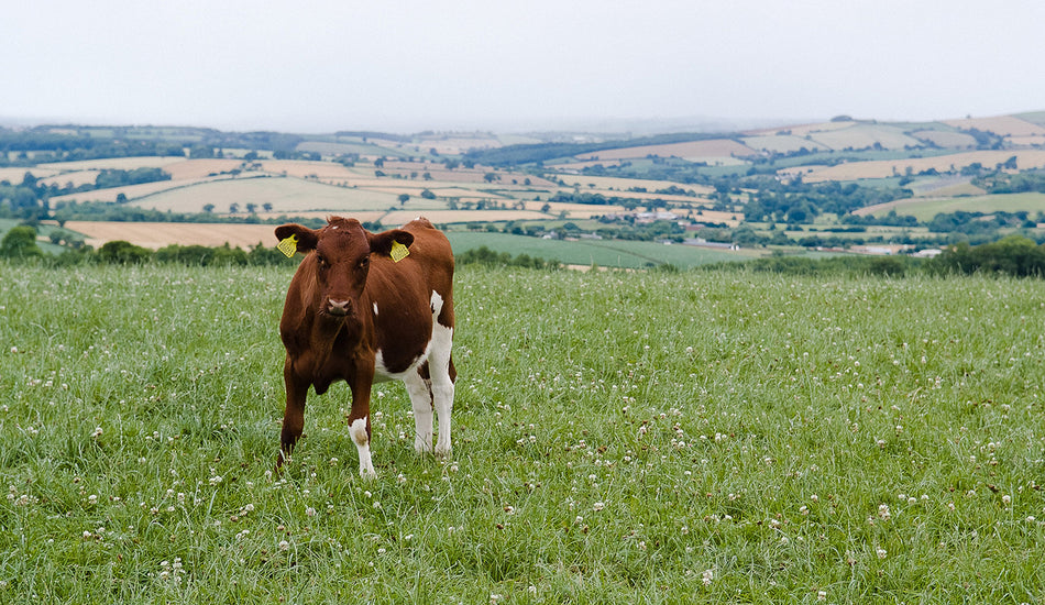 August on the Farm
