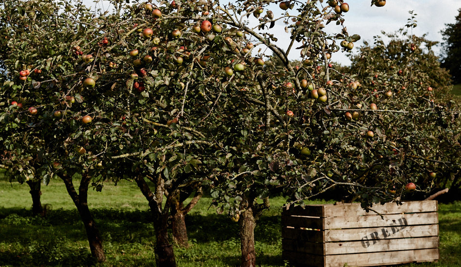 Apples & Orchards at Home Farm
