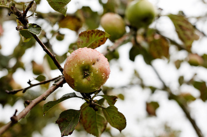 Patrick's Apple Pie Recipe