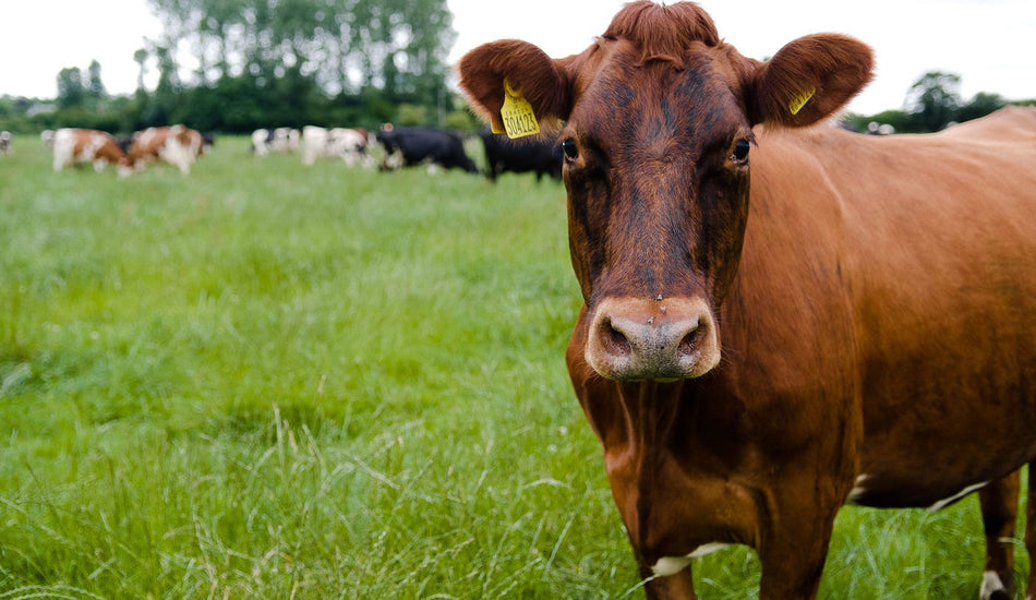 The Grass Fed Wedge